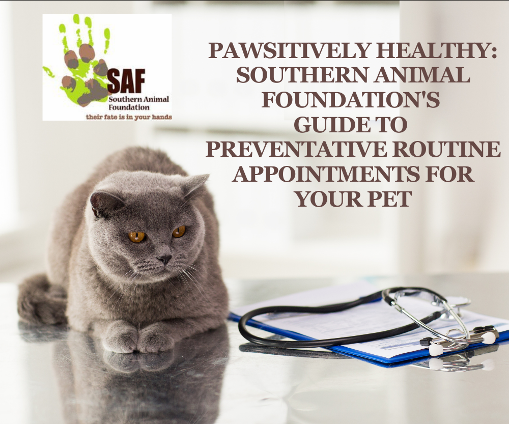 Pawsitively HealthSouthern Animal Foundation's Guide to Preventative Routine Appointments for Your Pet
