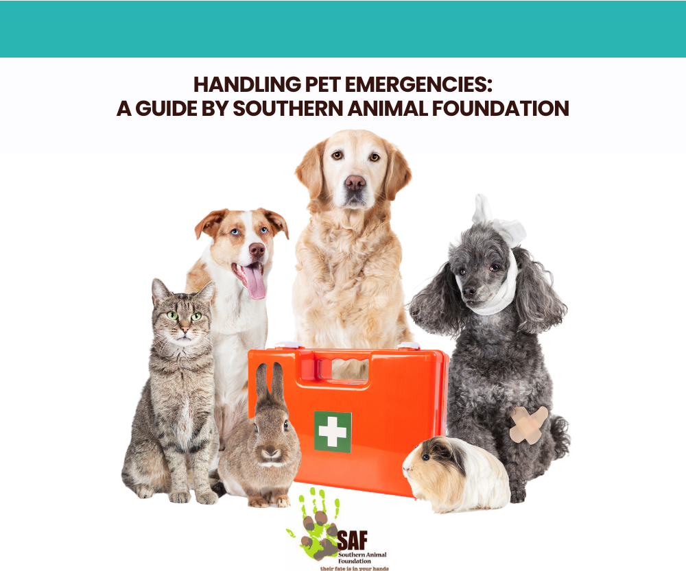Handling Pet Emergencies A Guide by Southern Animal Foundation